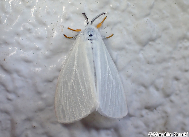 キアシドクガ Ivela auripes