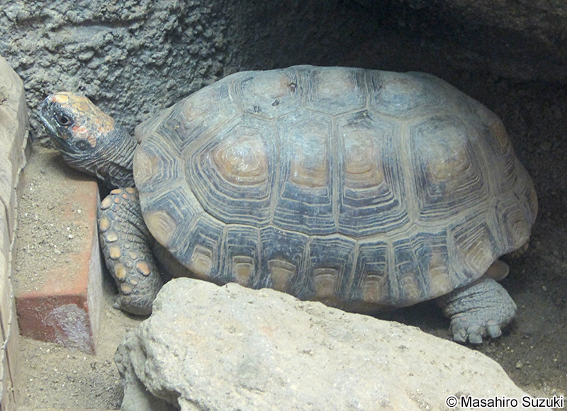キアシガメ Chelonoidis denticulata