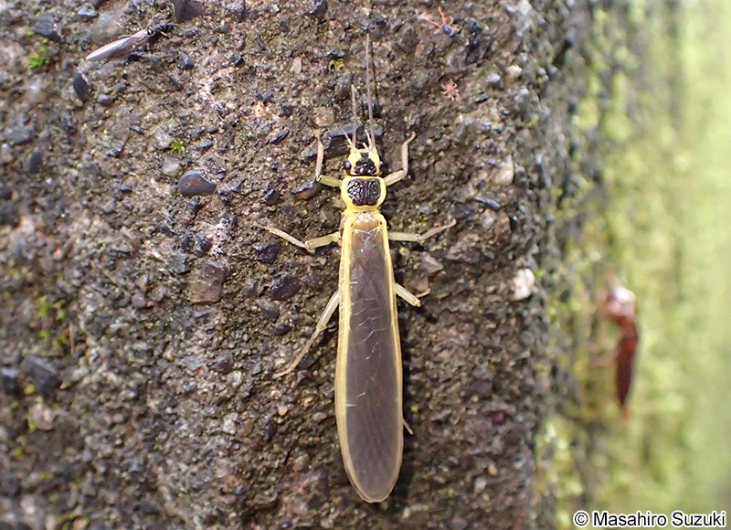 キアシコナガカワゲラ Flavoperla hagiensis