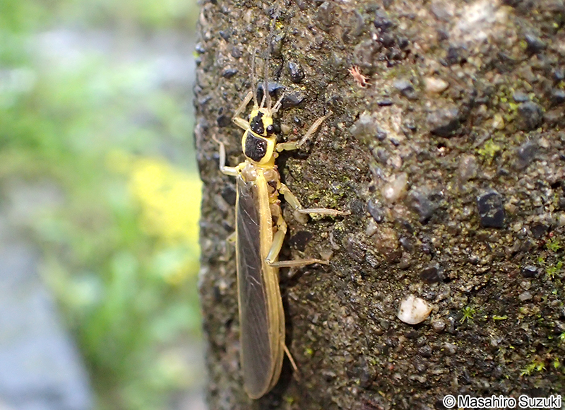 キアシコナガカワゲラ Flavoperla hagiensis