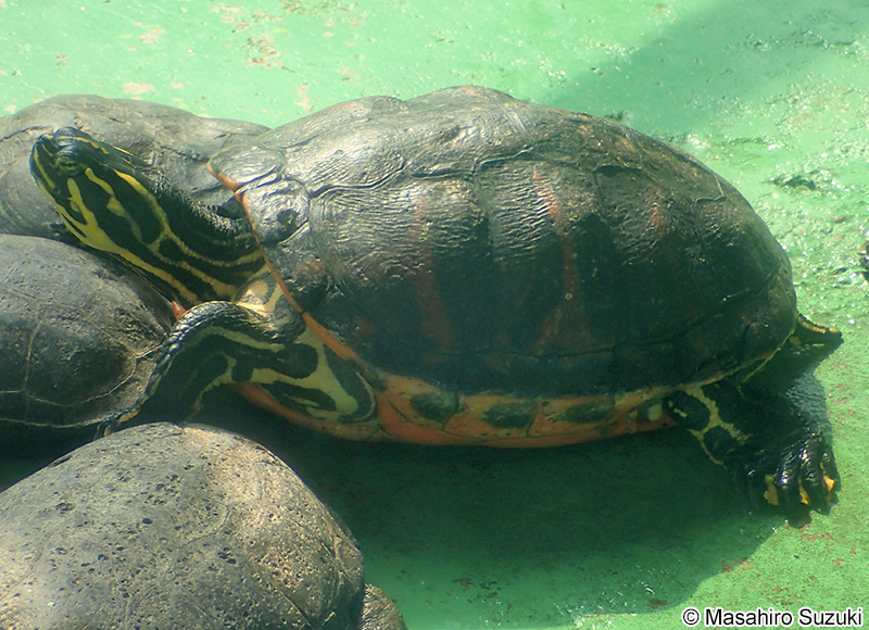 キバラガメ Trachemys scripta scripta