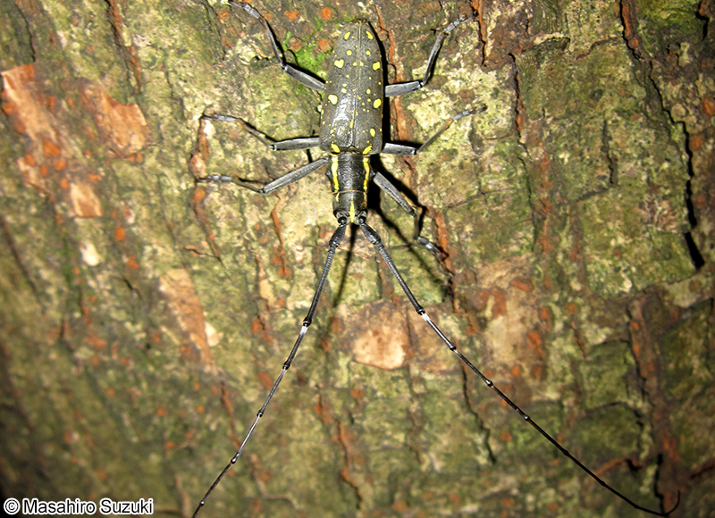 キボシカミキリ Psacothea hilaris