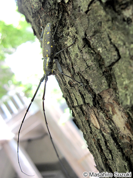 キボシカミキリ Psacothea hilaris