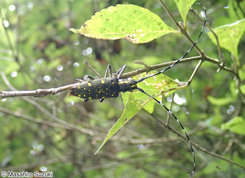 キボシカミキリ Psacothea hilaris