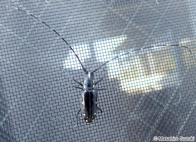 キボシカミキリ Psacothea hilaris