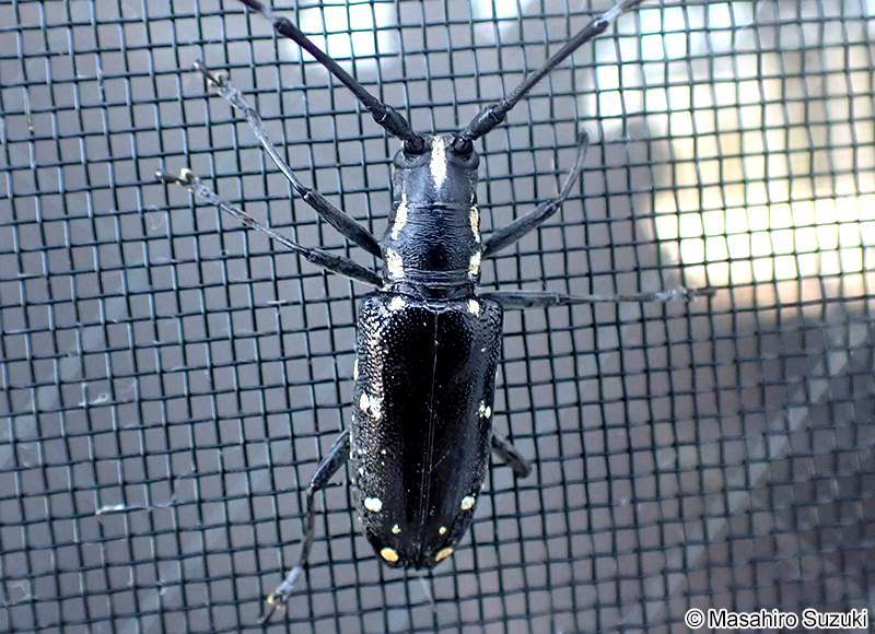 キボシカミキリ Psacothea hilaris