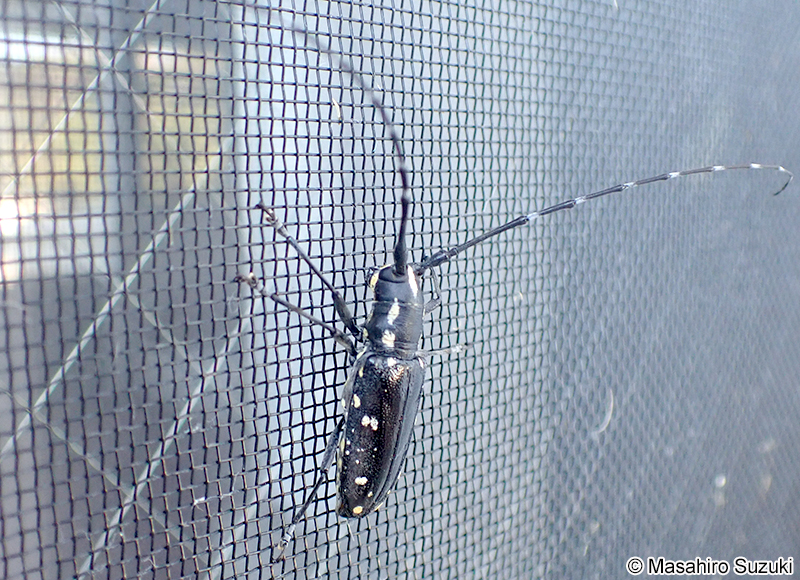 キボシカミキリ Psacothea hilaris