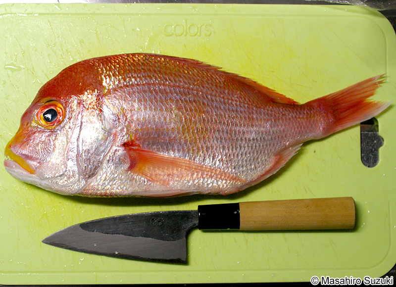 キダイ Dentex hypselosomus