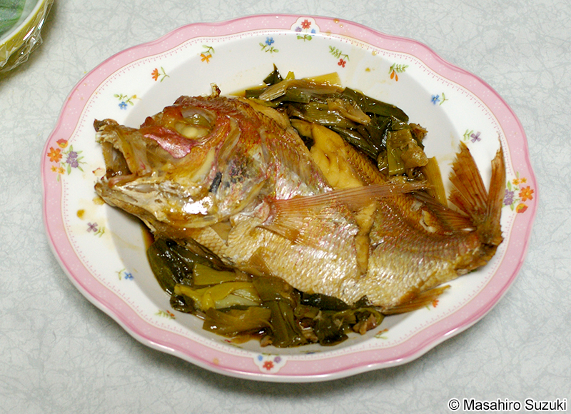 キダイ Dentex hypselosomus