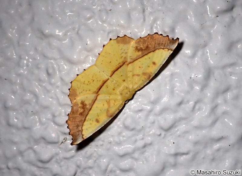 キエダシャク Auaxa sulphurea