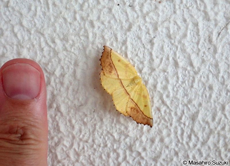 キエダシャク Auaxa sulphurea