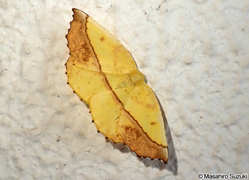 キエダシャク Auaxa sulphurea