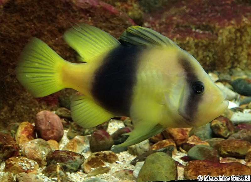 キハッソク Diploprion bifasciatum