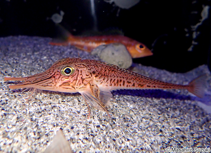 キホウボウ Peristedion orientale