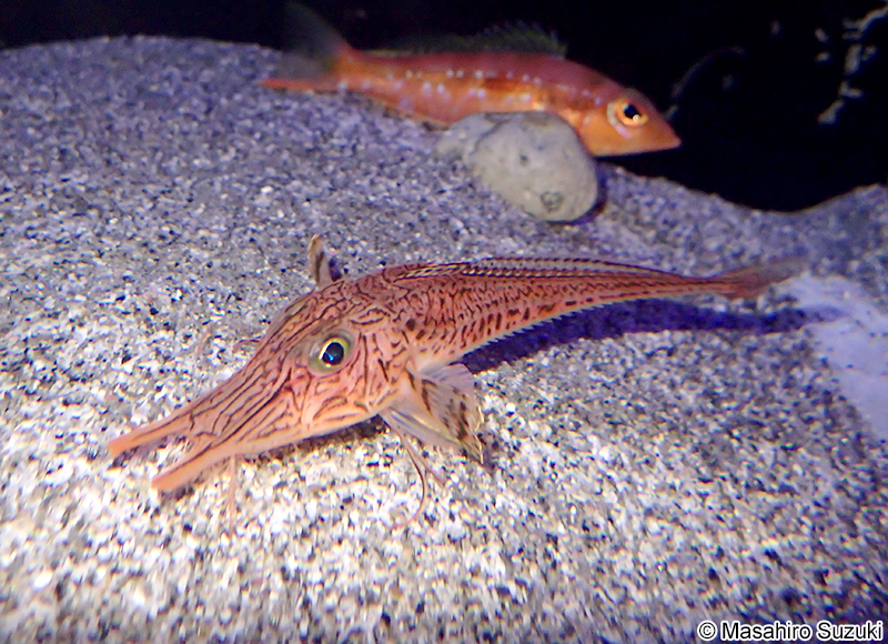 キホウボウ Peristedion orientale