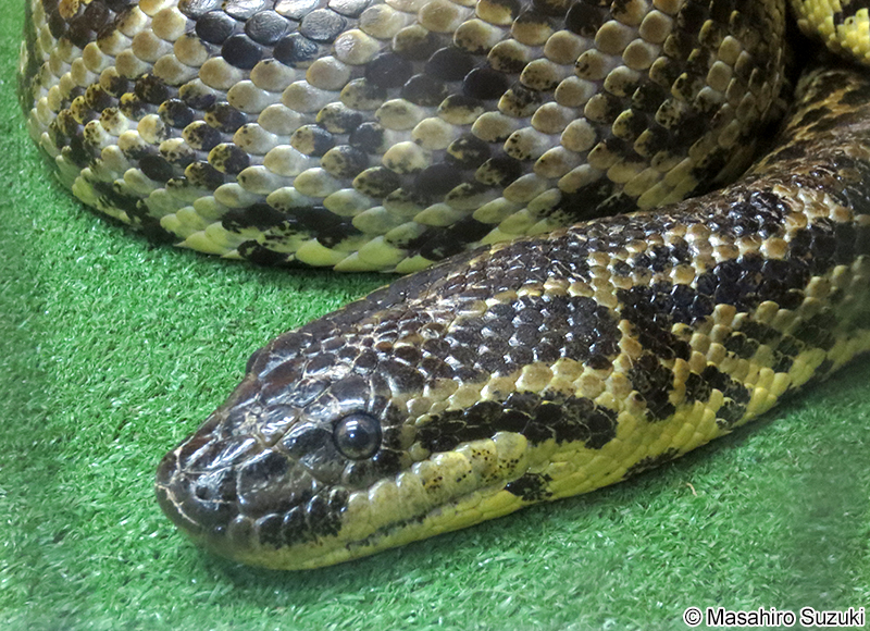 キイロアナコンダ Eunectes notaeus