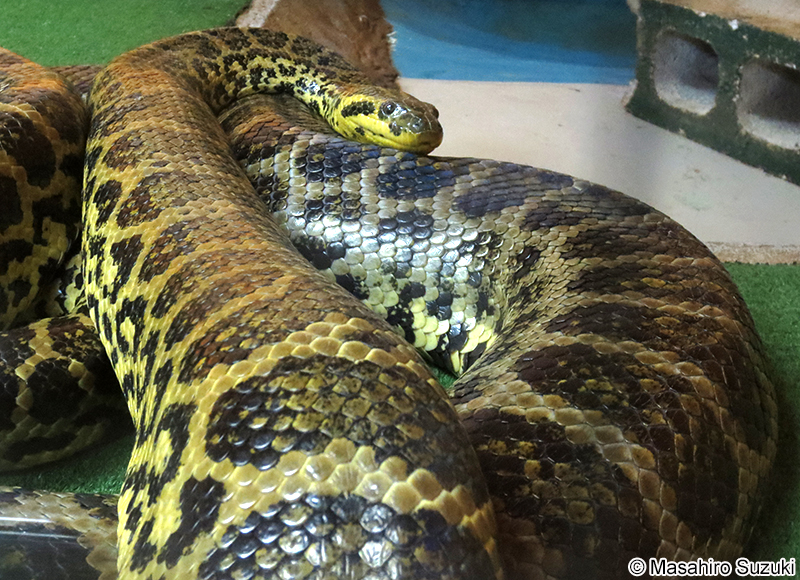 キイロアナコンダ Eunectes notaeus