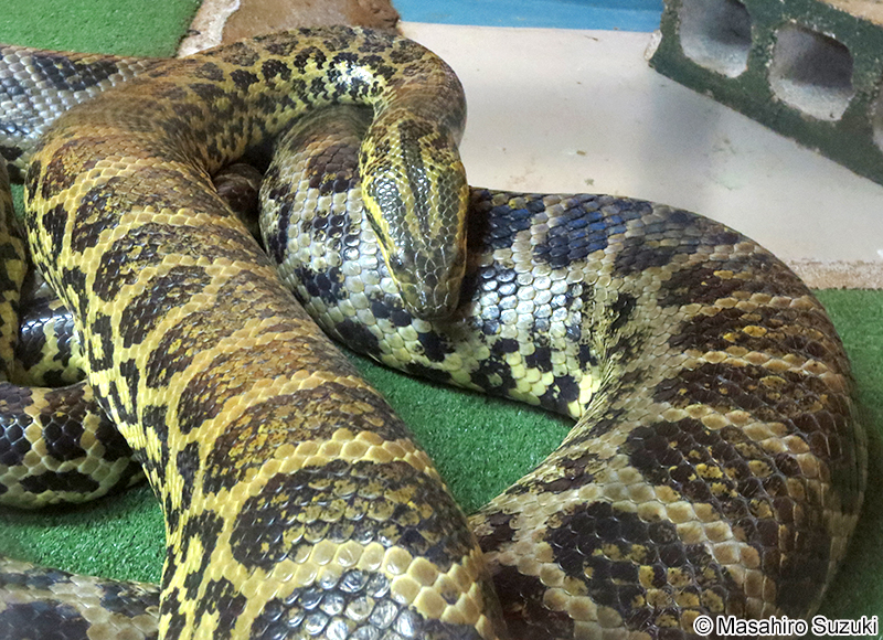 キイロアナコンダ Eunectes notaeus