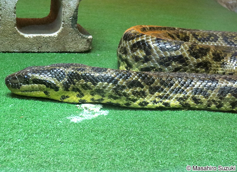 キイロアナコンダ Eunectes notaeus