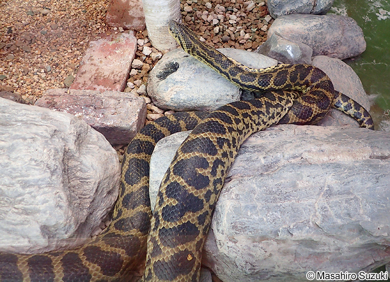 キイロアナコンダ Eunectes notaeus