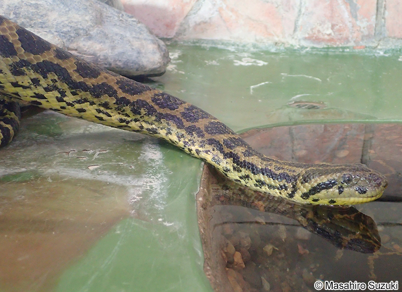 キイロアナコンダ Eunectes notaeus