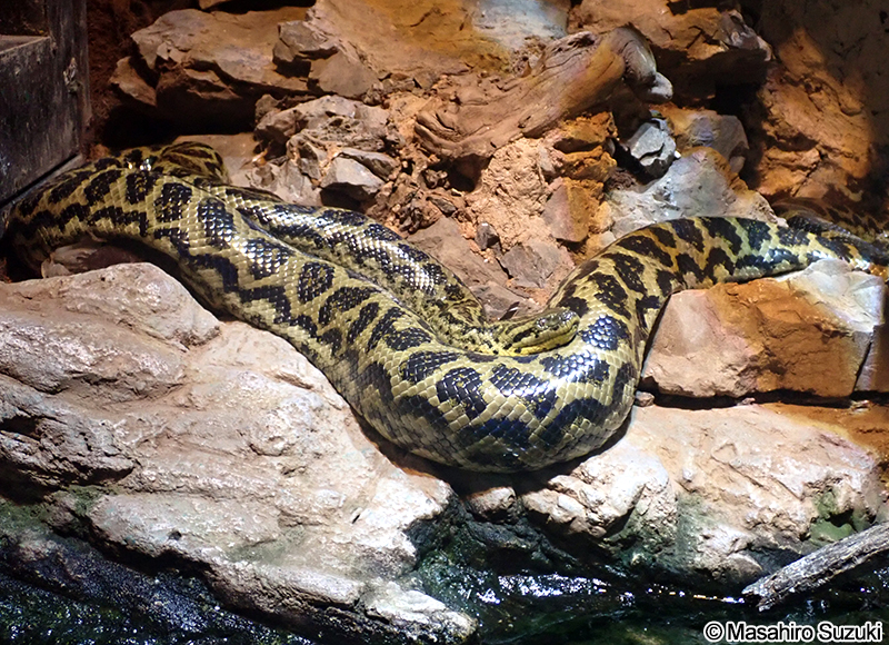 キイロアナコンダ Eunectes notaeus