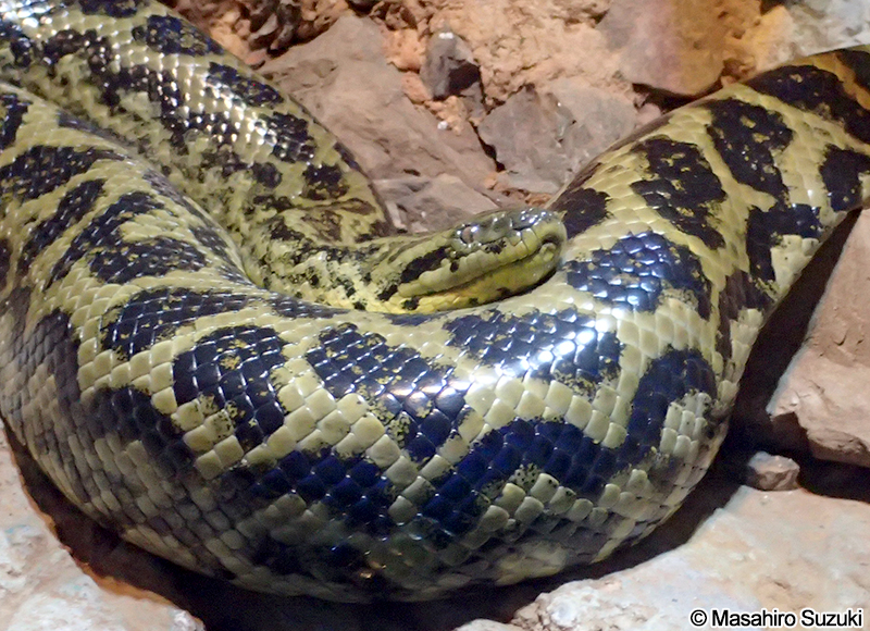 キイロアナコンダ Eunectes notaeus