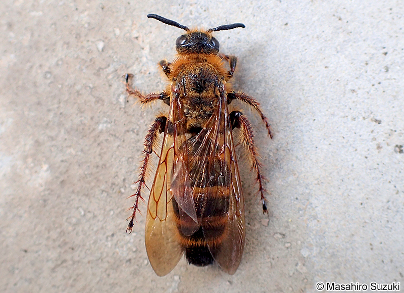 キイロハラナガツチバチ Megacampsomeris mojiensis