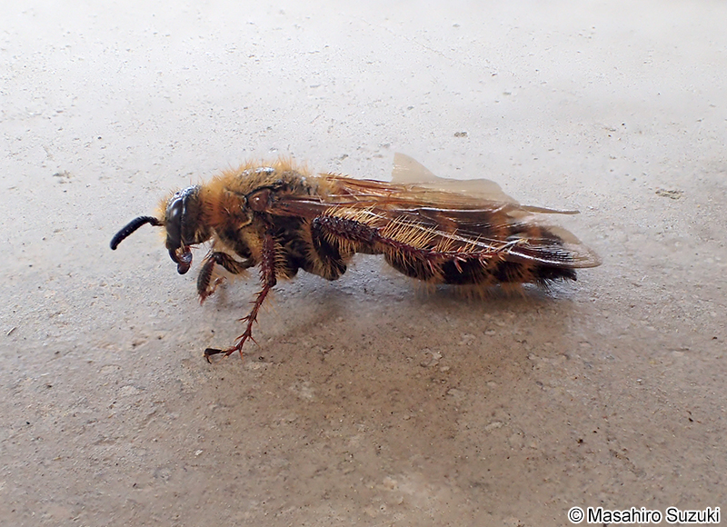 キイロハラナガツチバチ Megacampsomeris mojiensis