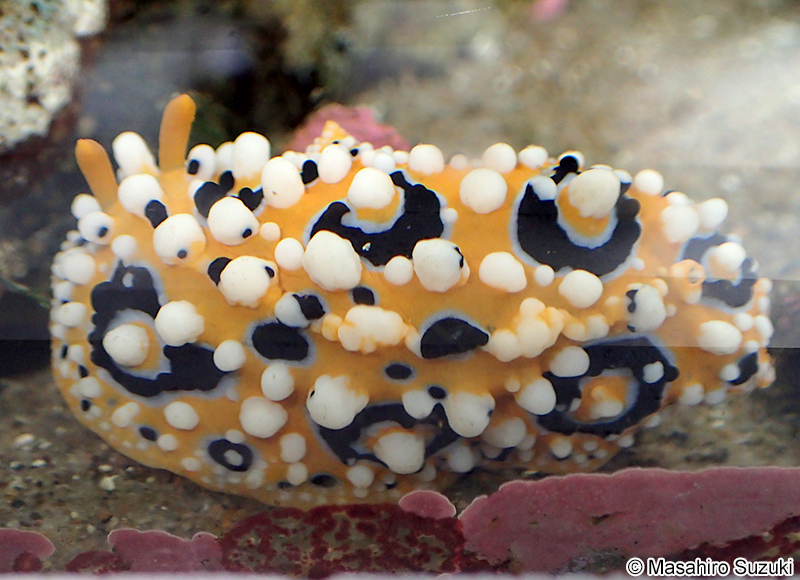 キイロイボウミウシ Phyllidia ocellata