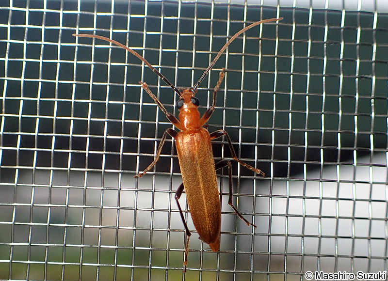 キイロカミキリモドキ Nacerdes hilleri