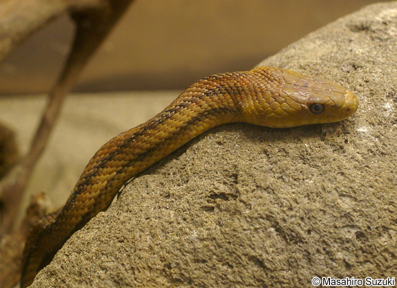 キイロネズミヘビ Pantherophis alleghaniensis