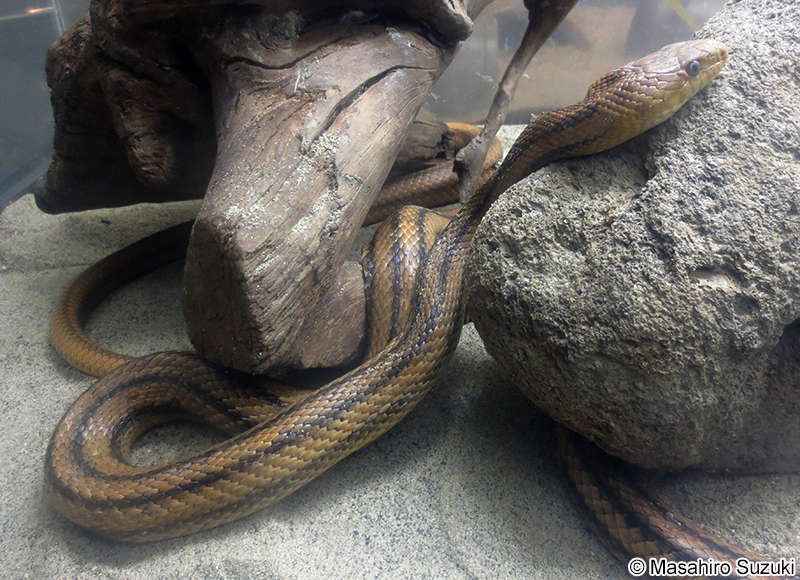 キイロネズミヘビ Pantherophis alleghaniensis