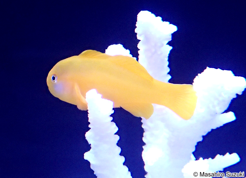 キイロサンゴハゼ Gobiodon okinawae
