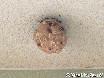 キイロスズメバチの巣