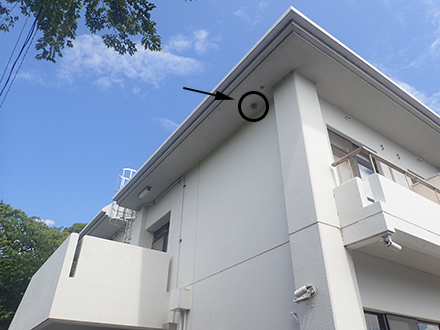 キイロスズメバチの巣