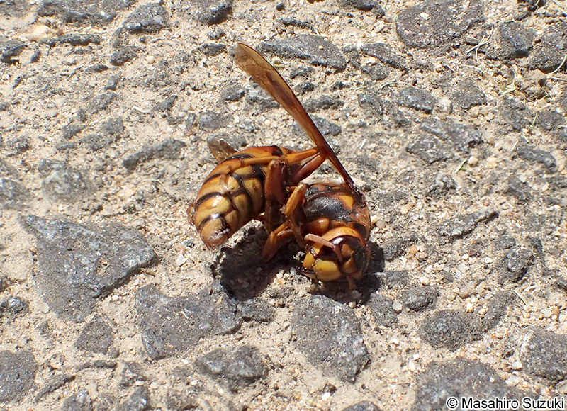 駆除したキイロスズメバチの死骸