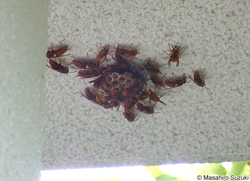 キイロスズメバチの生き残り