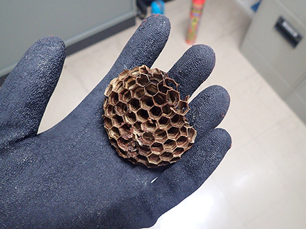 キイロスズメバチの駆除（4回目）