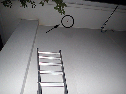 キイロスズメバチの駆除（4回目）