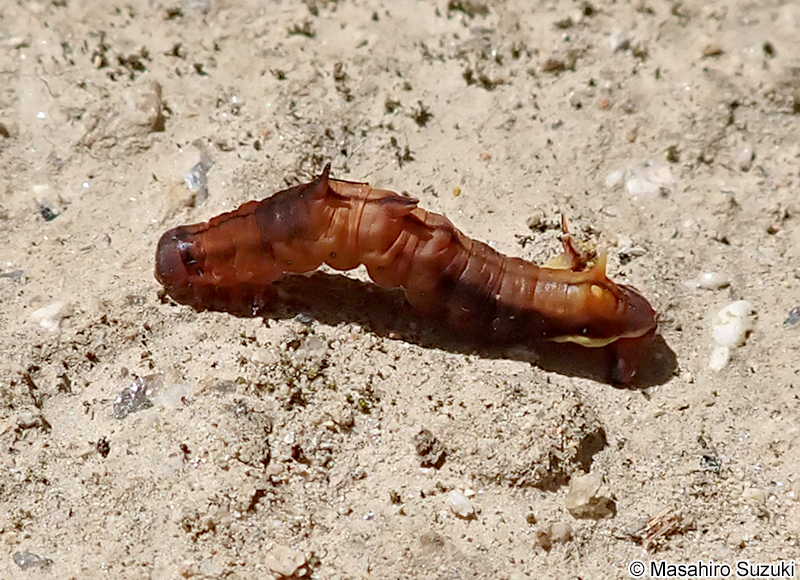 キイロトゲエダシャク Apochima praeacutaria