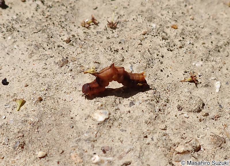 キイロトゲエダシャク Apochima praeacutaria