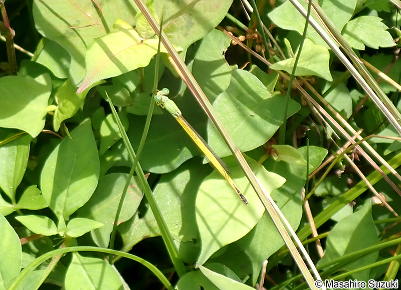 キイトトンボ Ceriagrion melanurum