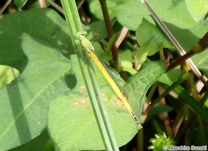 キイトトンボ Ceriagrion melanurum