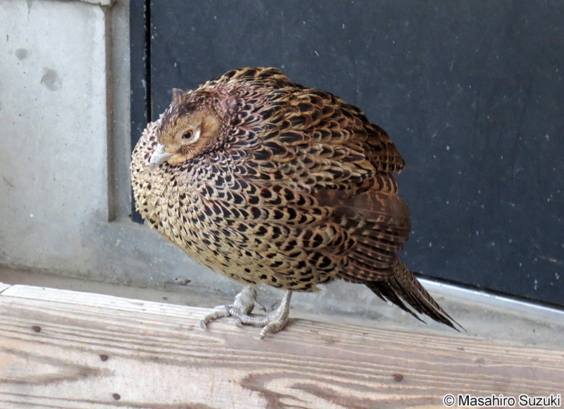 キジ Phasianus versicolor