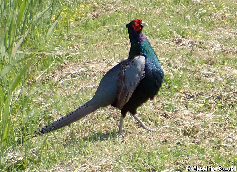 キジ Phasianus versicolor