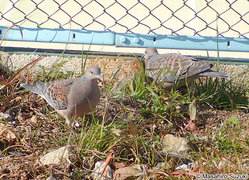キジバト Streptopelia orientalis