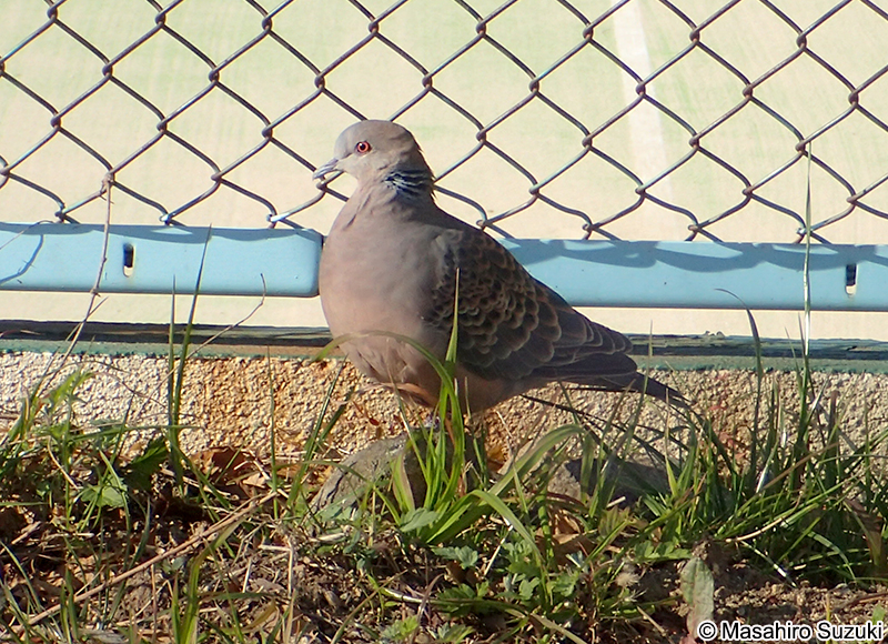 キジバト Streptopelia orientalis