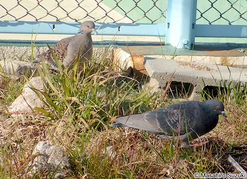 キジバト Streptopelia orientalis