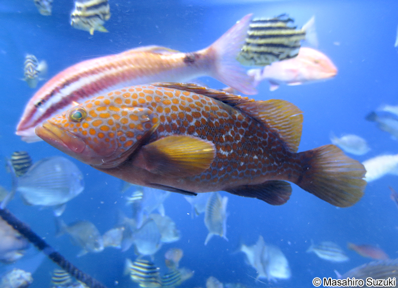 キジハタ Epinephelus akaara